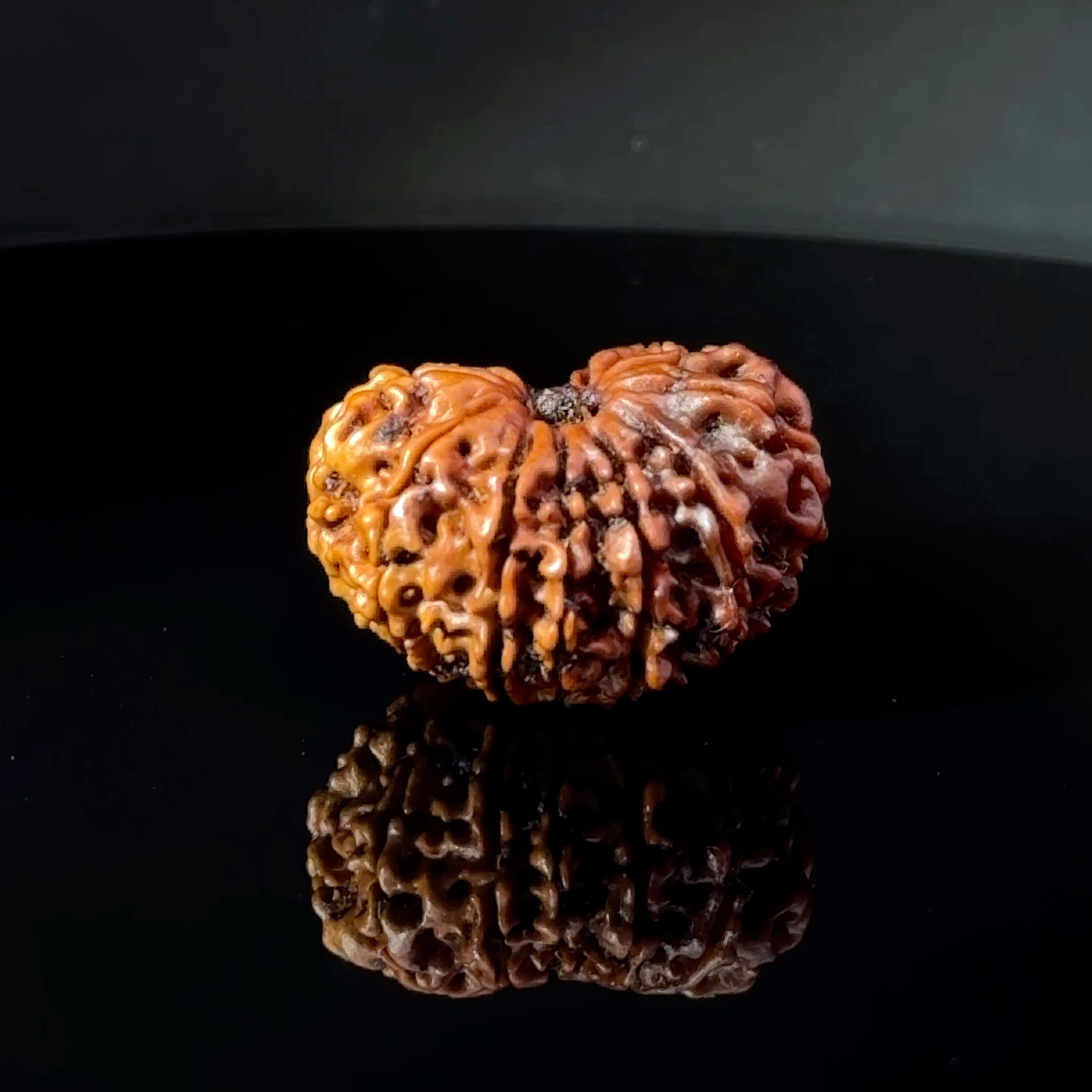 Certified 14 Mukhi Nepali Rudraksha IGL- 145141RD