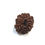 Thumbnail: 12 Mukhi Nepali Rudraksha
