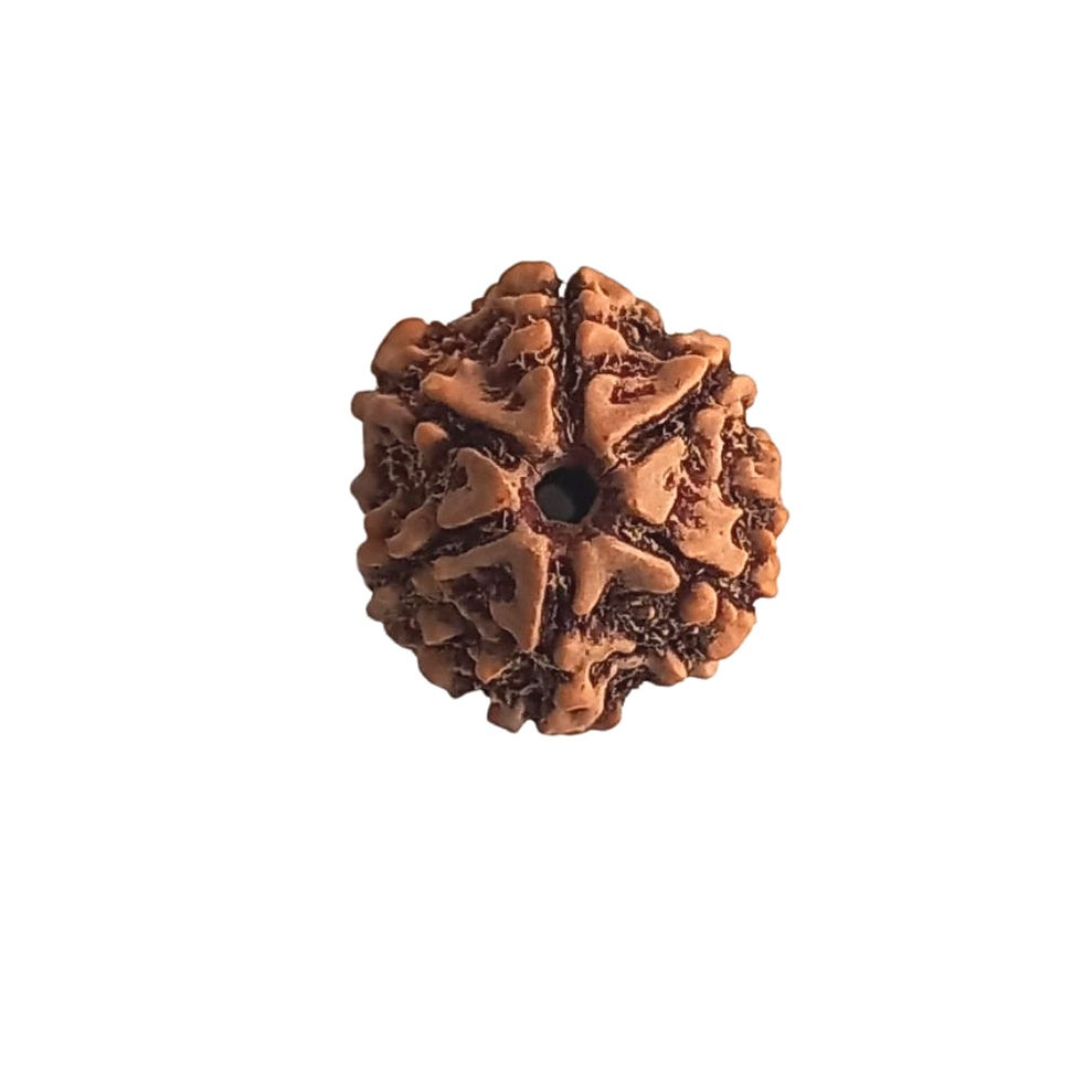 Certified 6 Mukhi Nepali Rudraksha