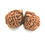 Thumbnail: Gauri Shankar Nepali Collection Rudraksha