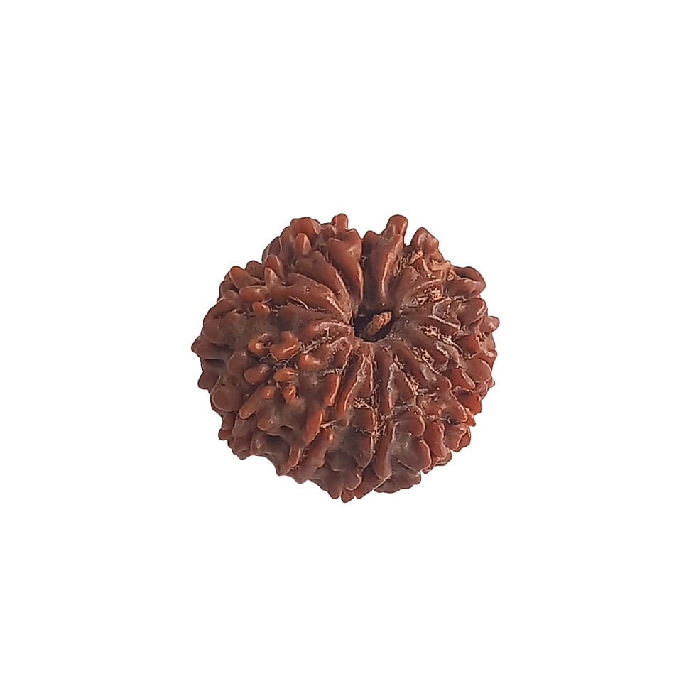 Certified 12 Mukhi Nepali Rudraksha
