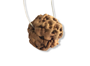 1 Mukhi Natural Nepali  Rudraksha Pendant