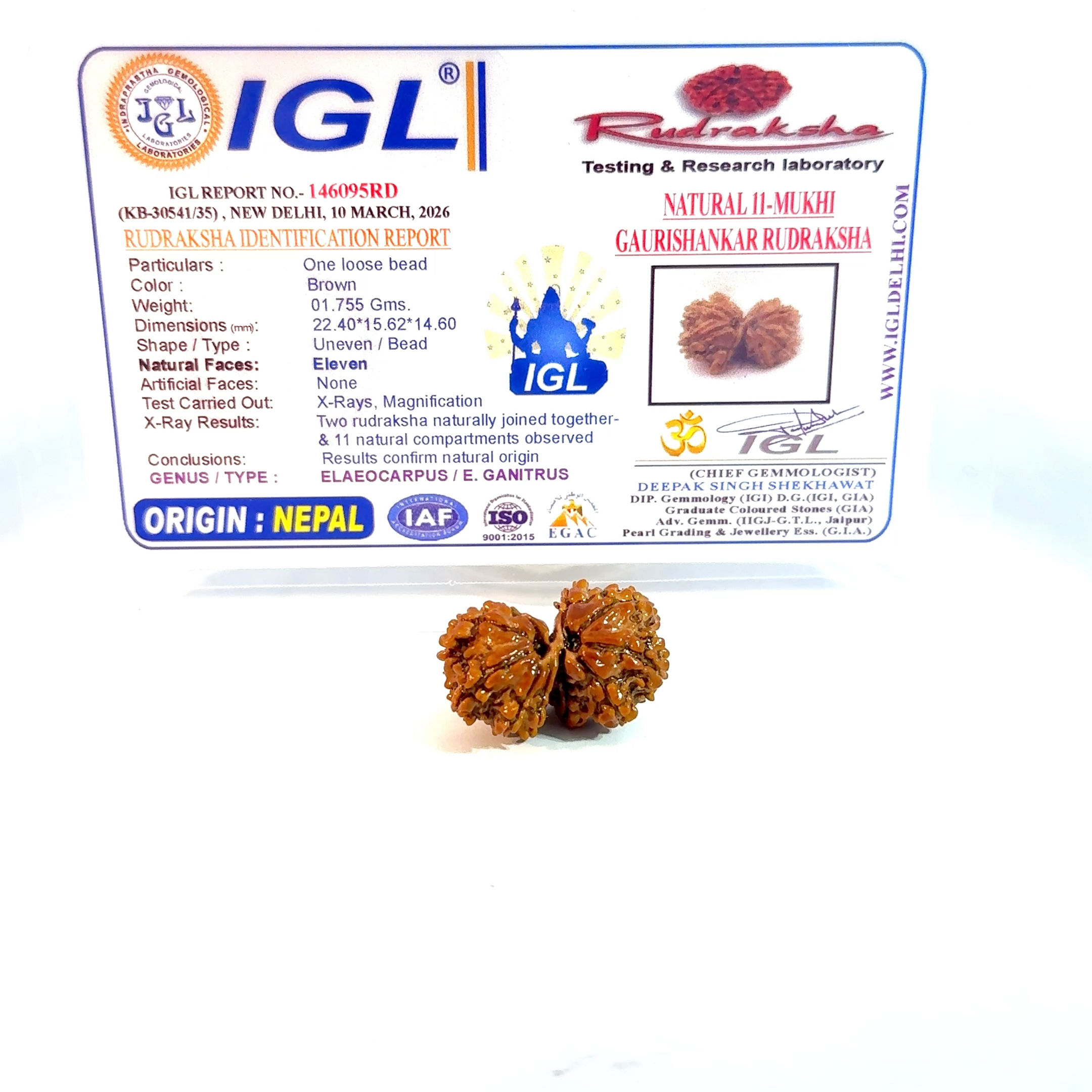 Certified Gauri Shankar Rudraksha IGL -146095RD