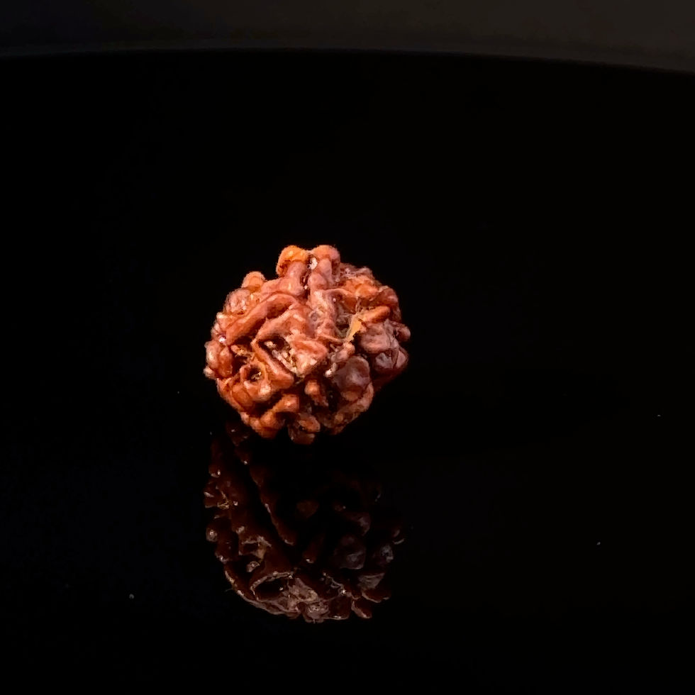 Thumbnail: Certified Original 2-Mukhi Nepali Rudraksha IGL- 147847RD