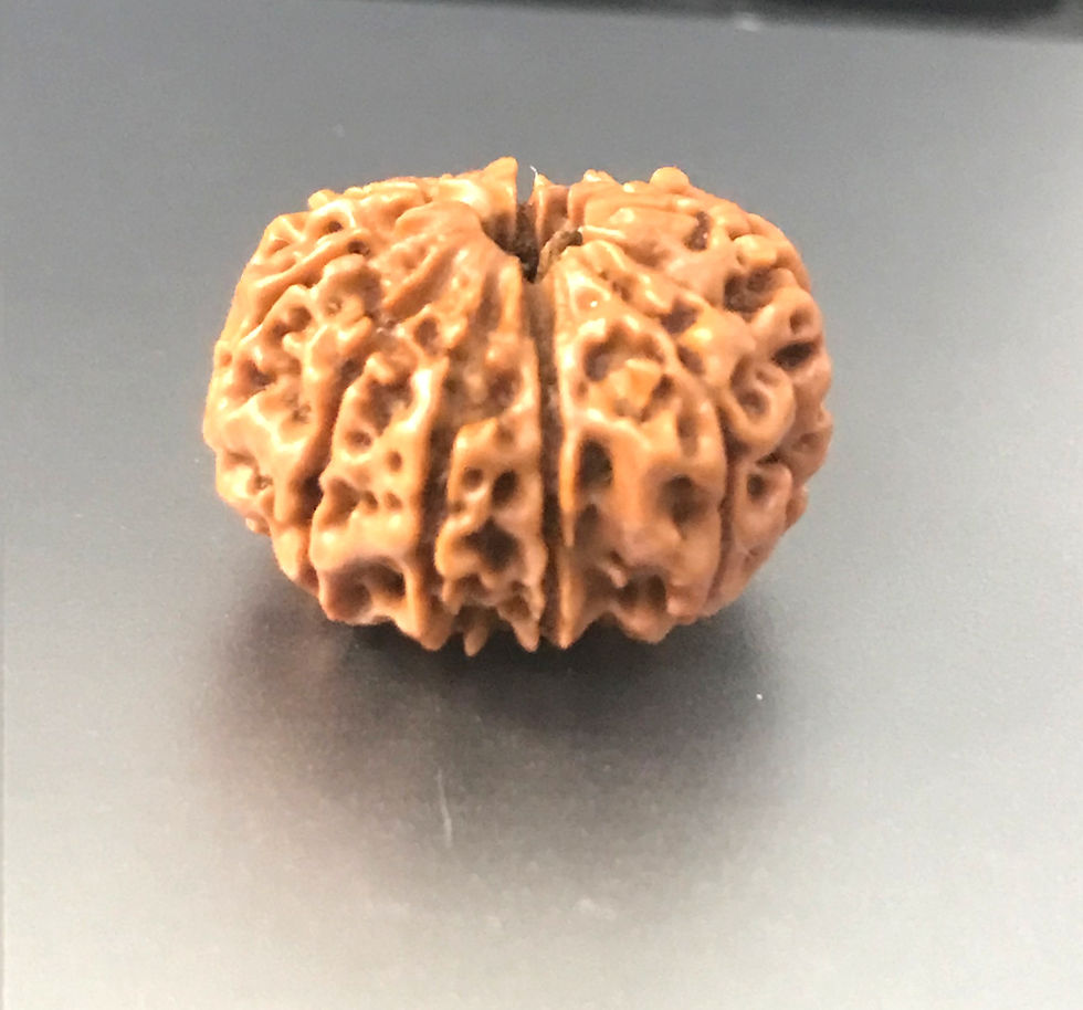 Thumbnail: 11-Mukhi Nepali Rudraksha