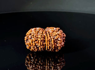 Certified 13 Mukhi Nepali Rudraksha IGL- 146084RD