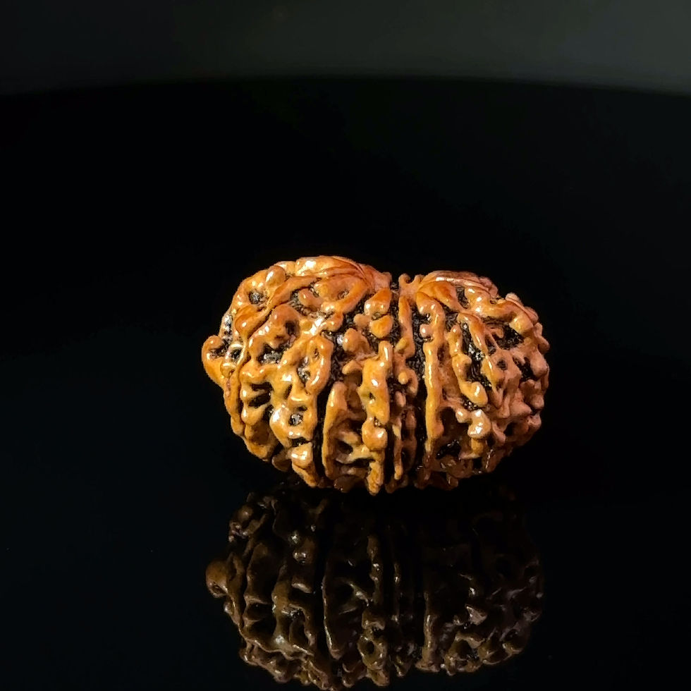 Thumbnail: Certified 13 Mukhi Nepali Rudraksha IGL- 146082RD