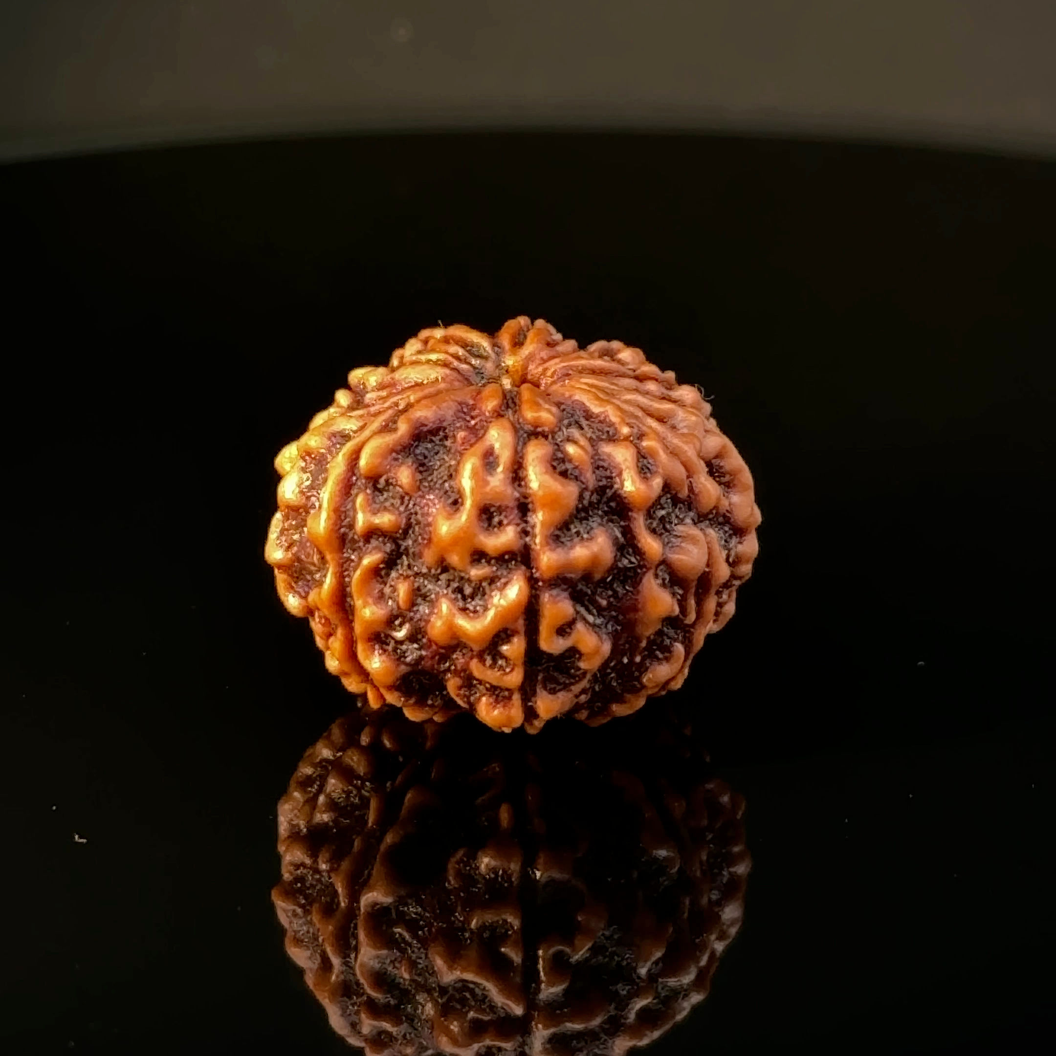 Certified Original 11-Mukhi Nepali Rudraksha IGL- 146075RD