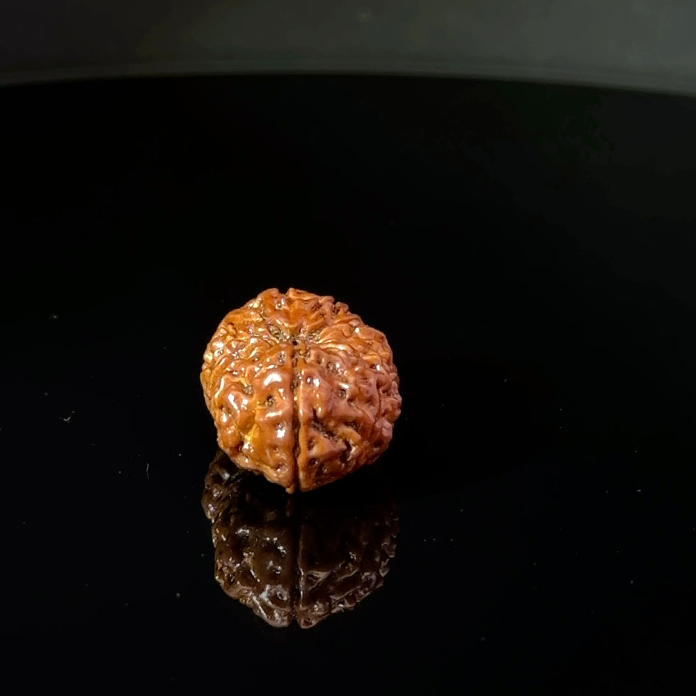 Thumbnail: Certified 15 Mukhi Nepali Rudraksha IGL- 135511RD
