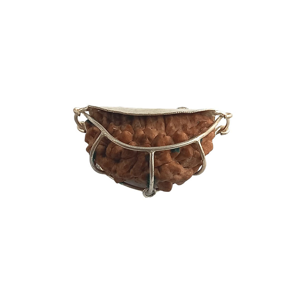Thumbnail: Original 2-Mukhi Indian Rudraksha Pendant