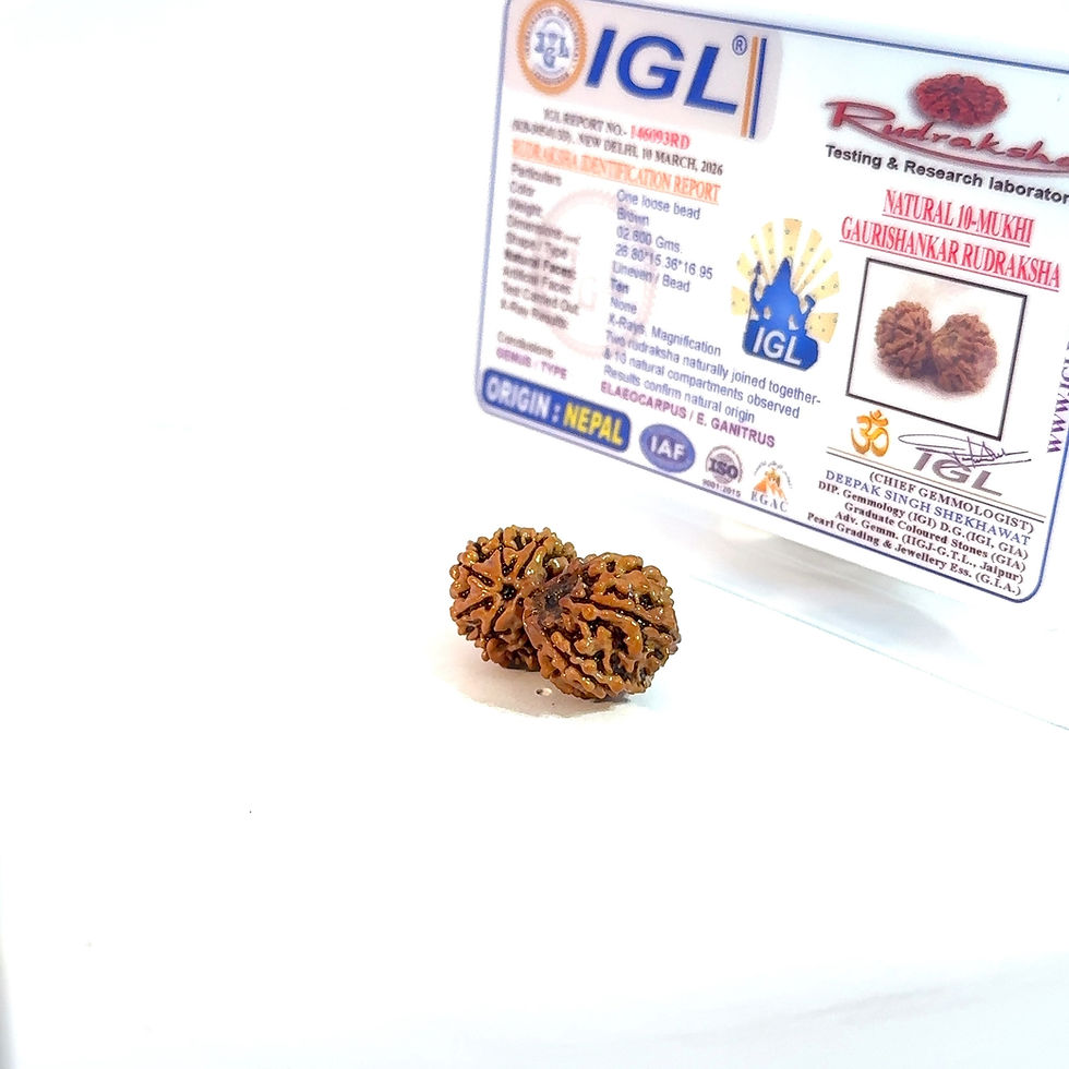 Thumbnail: Certified Gauri Shankar Rudraksha IGL -146093RD