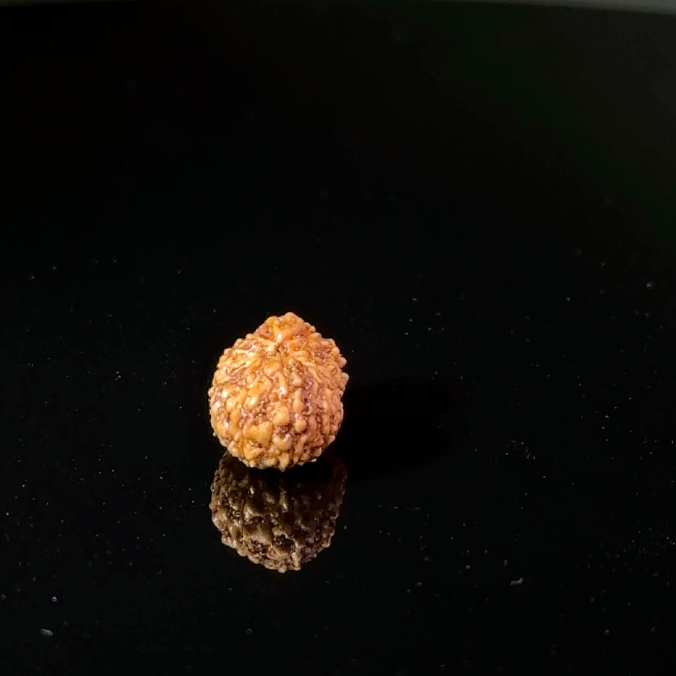 Thumbnail: Certified 17 Mukhi Indonesian Rudraksha IGL- 127554RD