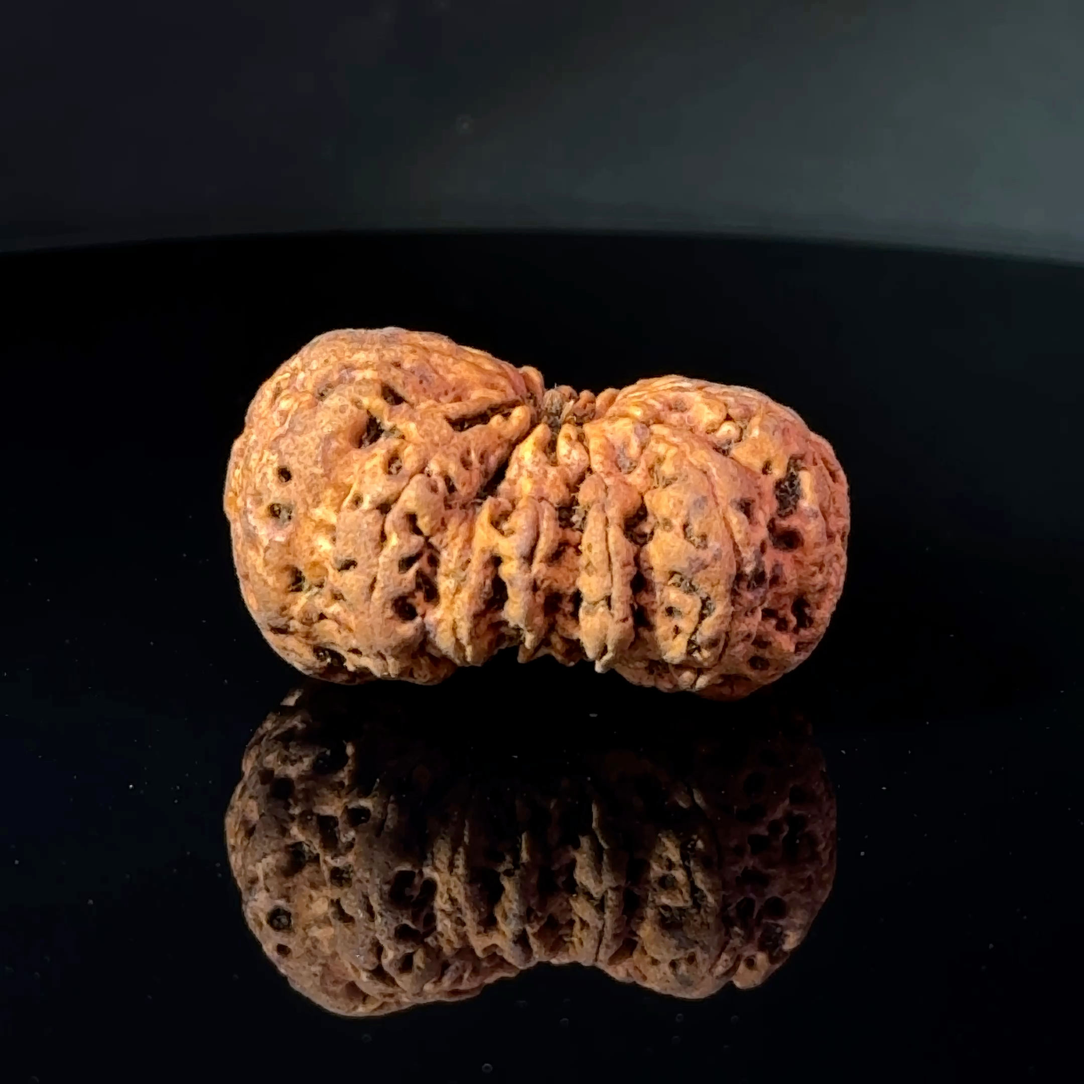 Certified 14 Mukhi Nepali Rudraksha IGL- 145144RD