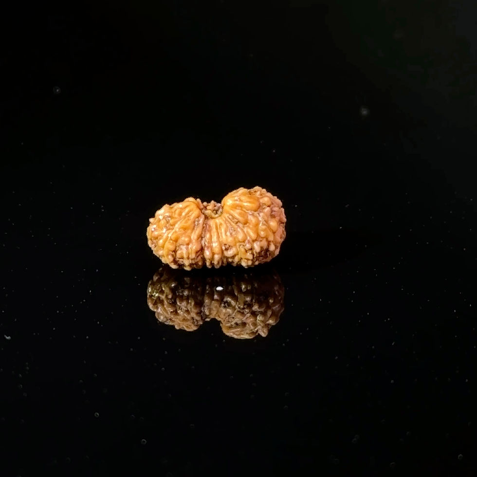 Thumbnail: Certified 17 Mukhi Indonesian Rudraksha IGL- 127553RD
