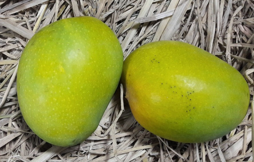 Alphonso Mango
