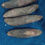 Thumbnail: Elephant Foot Yam (Long Kand)