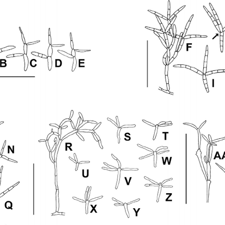 Articulospora e Phylogeny vs morphology