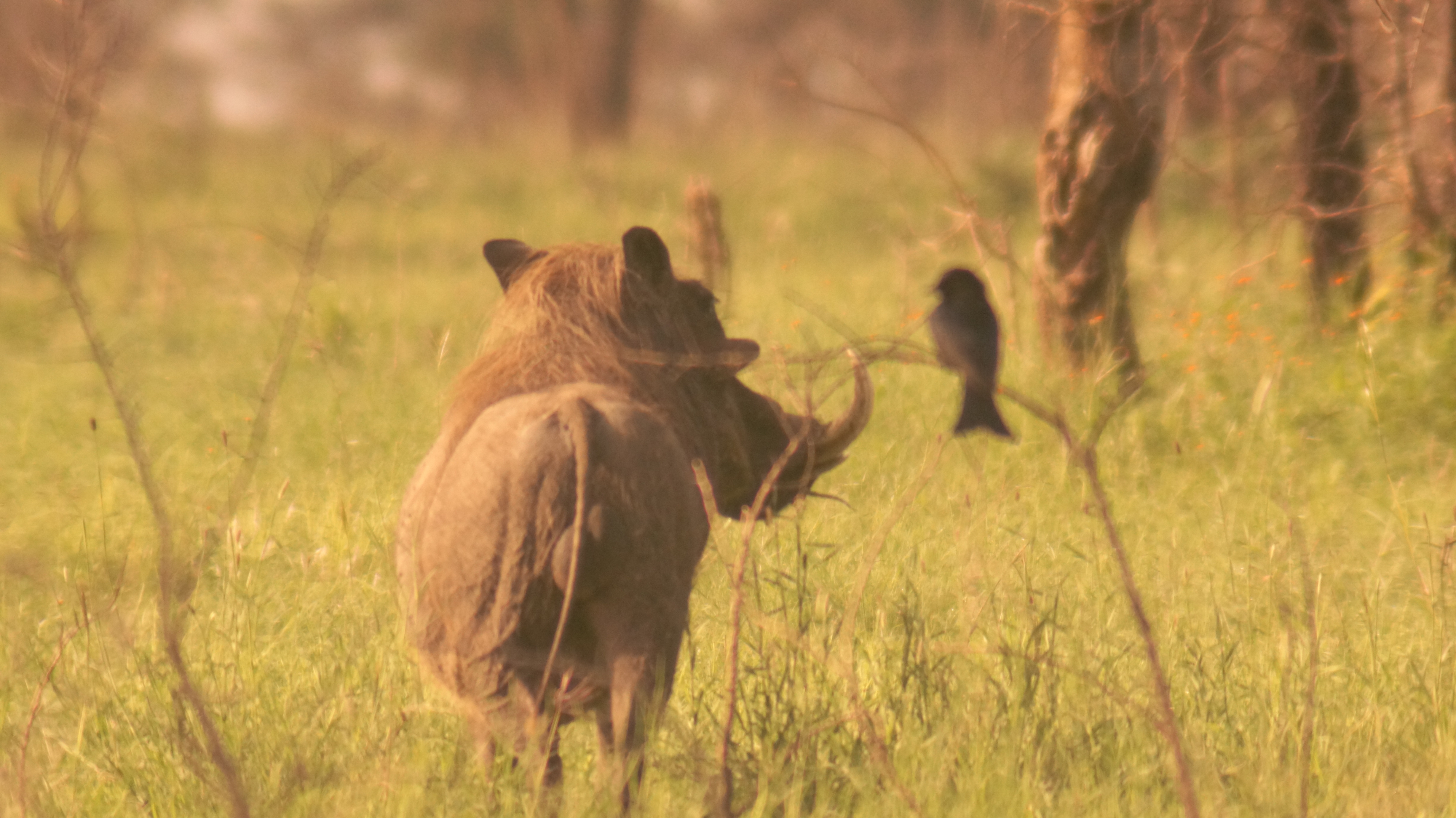 7 Days Safari