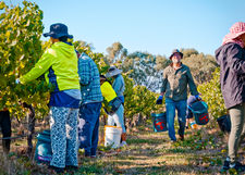 wine, Wine Geelong, Bellarine Wine, winemaking