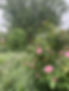 IMG_1583.jpeg