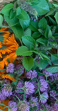Red Clover & Calendula