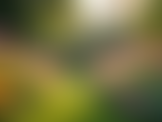 Discover Wellness at The Willows Therapeutic Garden