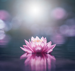 Pink lotus flower in water with sunshine .jpg