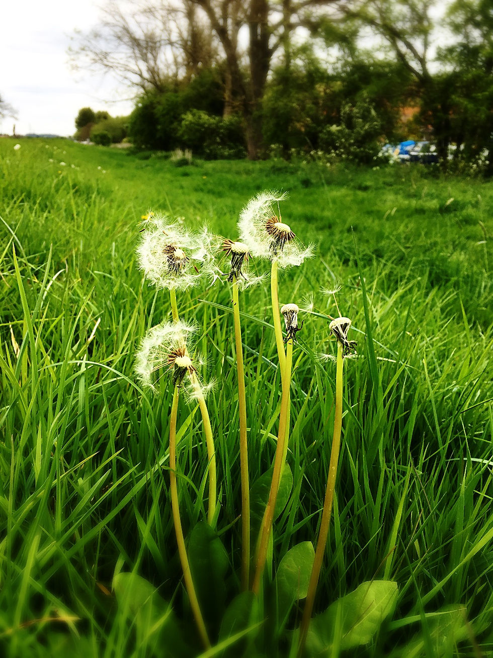 Dandelion clocks in the wind, The Jewellery Boat Blog, www.jewelleryboat.com