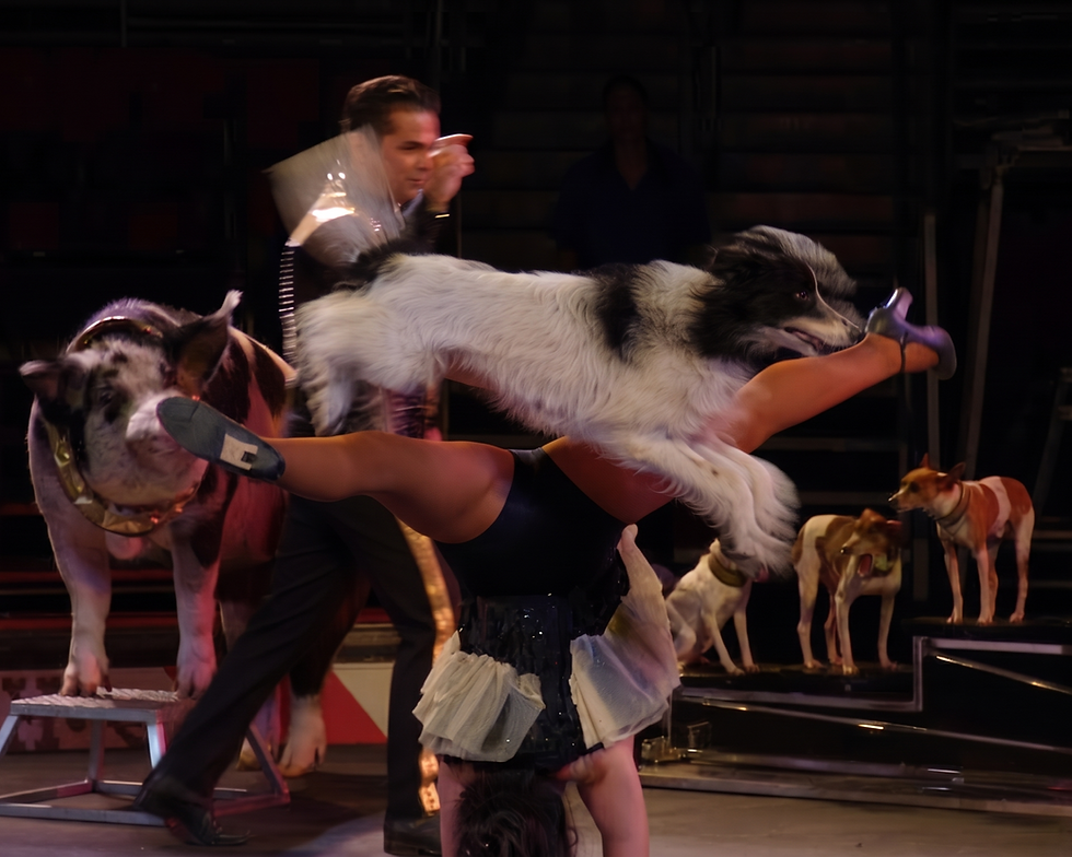 Circus World 2018 15a.png