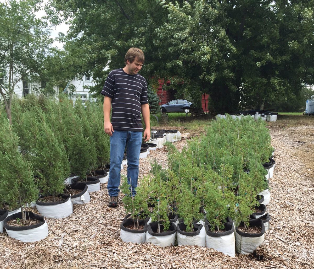 Reed's Green Growers