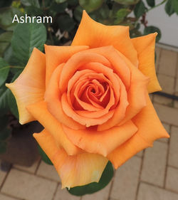 Ashram