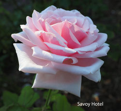 Savoy Hotel