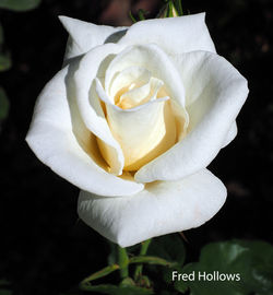 Fred Hollows