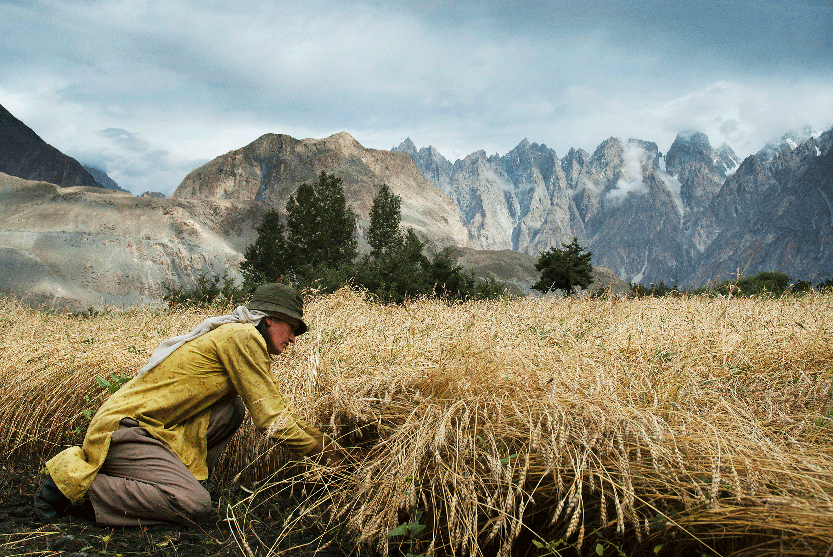 z010_Harvest.gif
