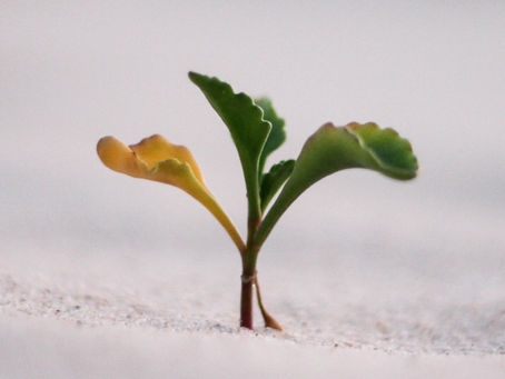 June 12, 2024 -Salvation Seeds