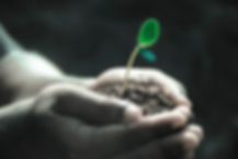 hands with plant.jpeg