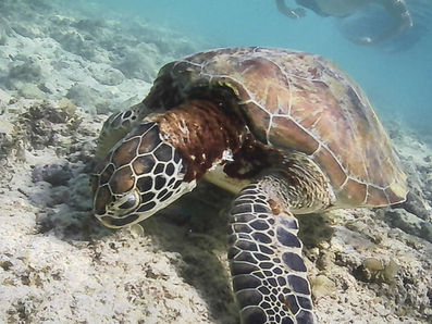 From Sardin Run to Karaoke | Moalboal