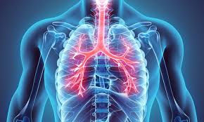 Immune Plant Medicine Part 1 - Understanding Detoxification