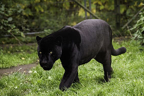 Panther power animal walking