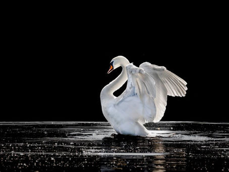 Swan Medicine - Eternal Beauty
