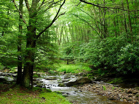 Gifts of Tree Medicine