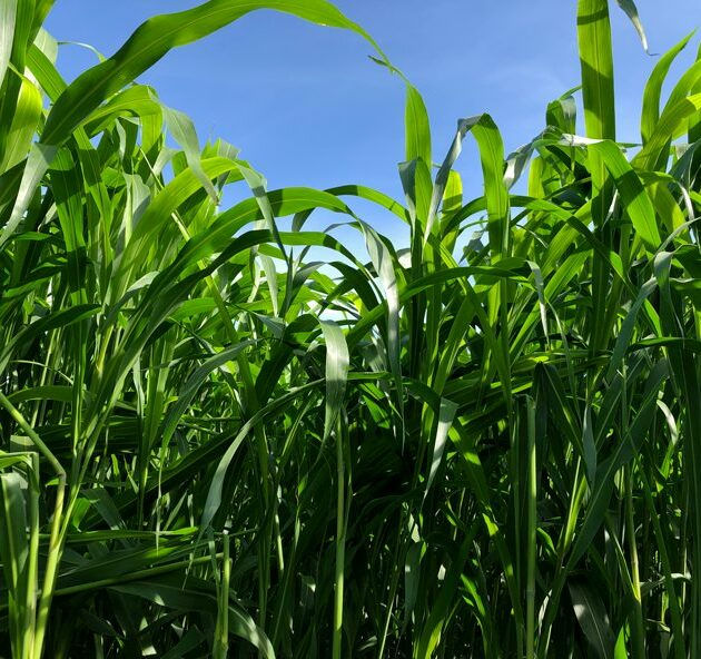 Cowboy Sorghum-Sudangrass