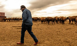 Man (Kardell) Walking among the Bisons