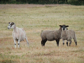 Sheep The Frith.JPG