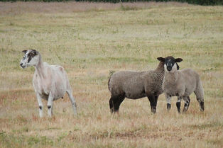 Sheep The Frith