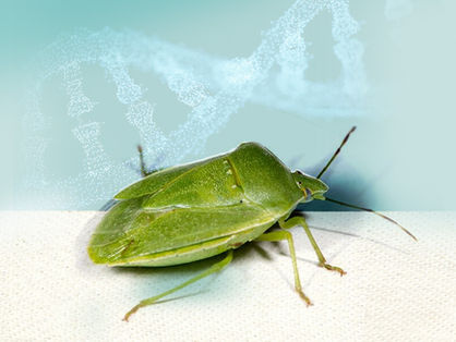 Single mutation makes Escherichia coli an insect mutualist