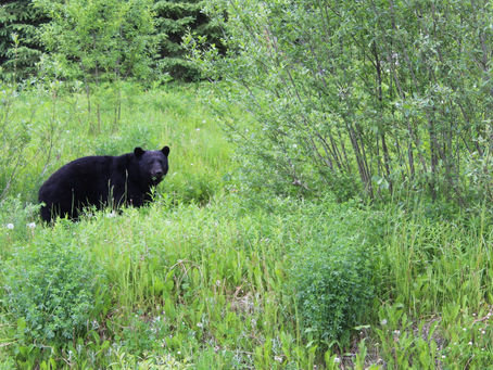 Sportsmen's Devotional (Juneteenth) - The Wait