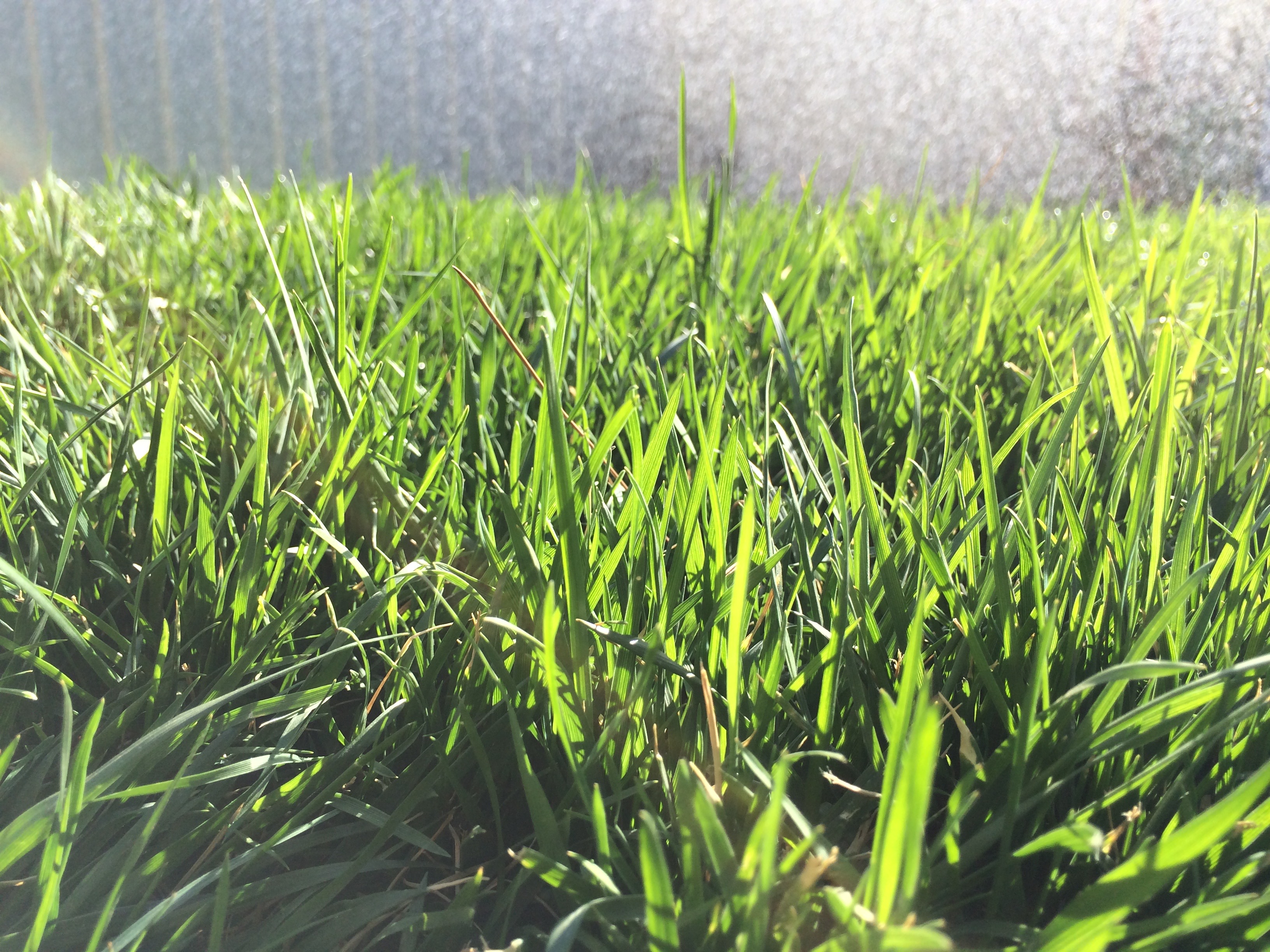 Close-up of grassy weeds in a West Texas lawn — cool-season winter annuals that establish in fall.