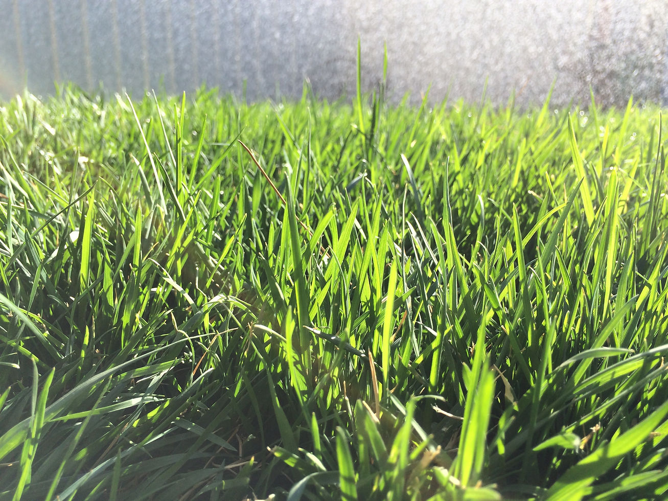 Close-up of grassy weeds in a West Texas lawn — cool-season winter annuals that establish in fall.