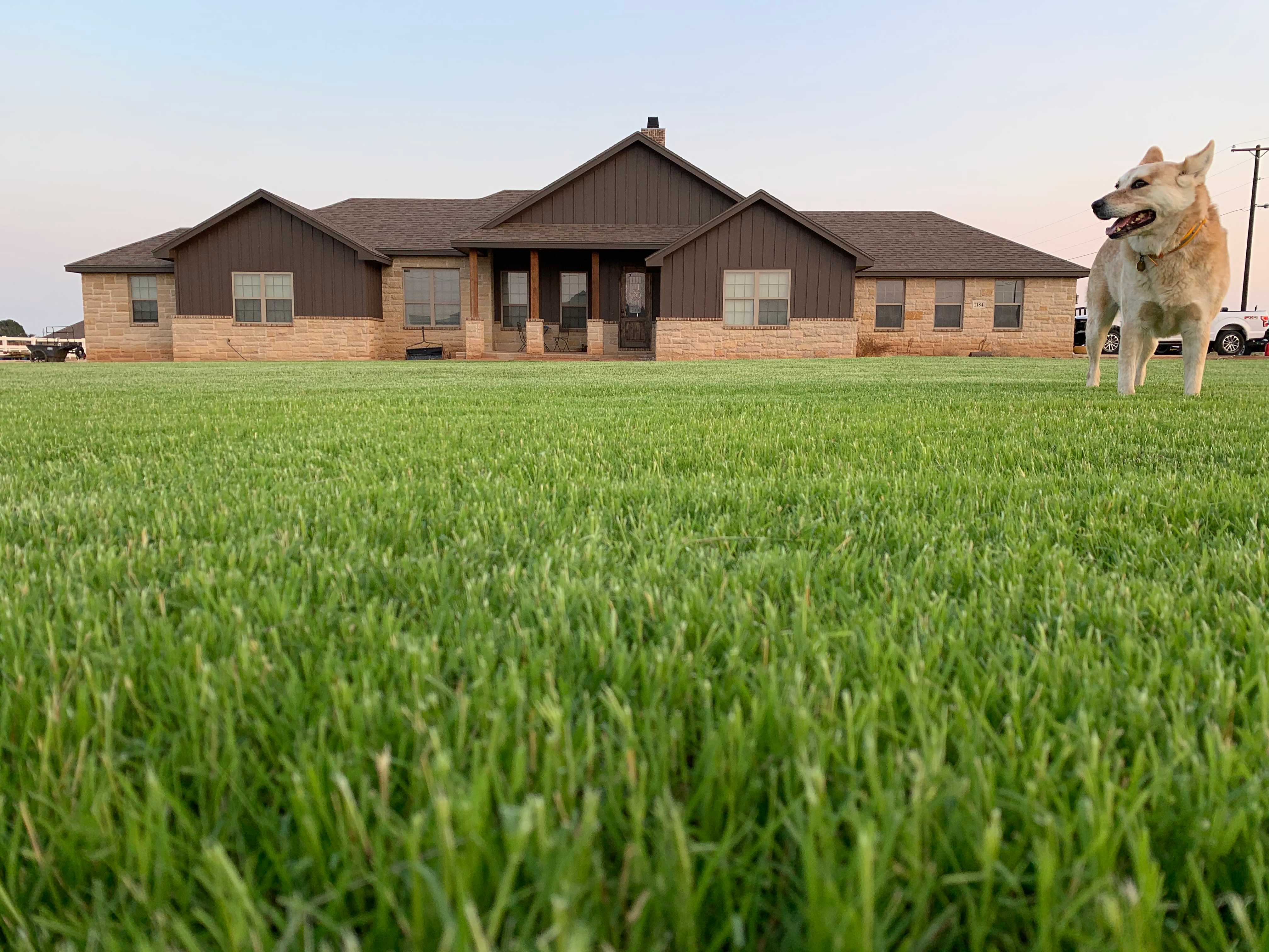 Thick green Bermuda lawn at ground level in front of a stone and brown-sided ranch-style home, with a tan dog standing on the grass — Tejas Pest and Weed Control lawn aeration
